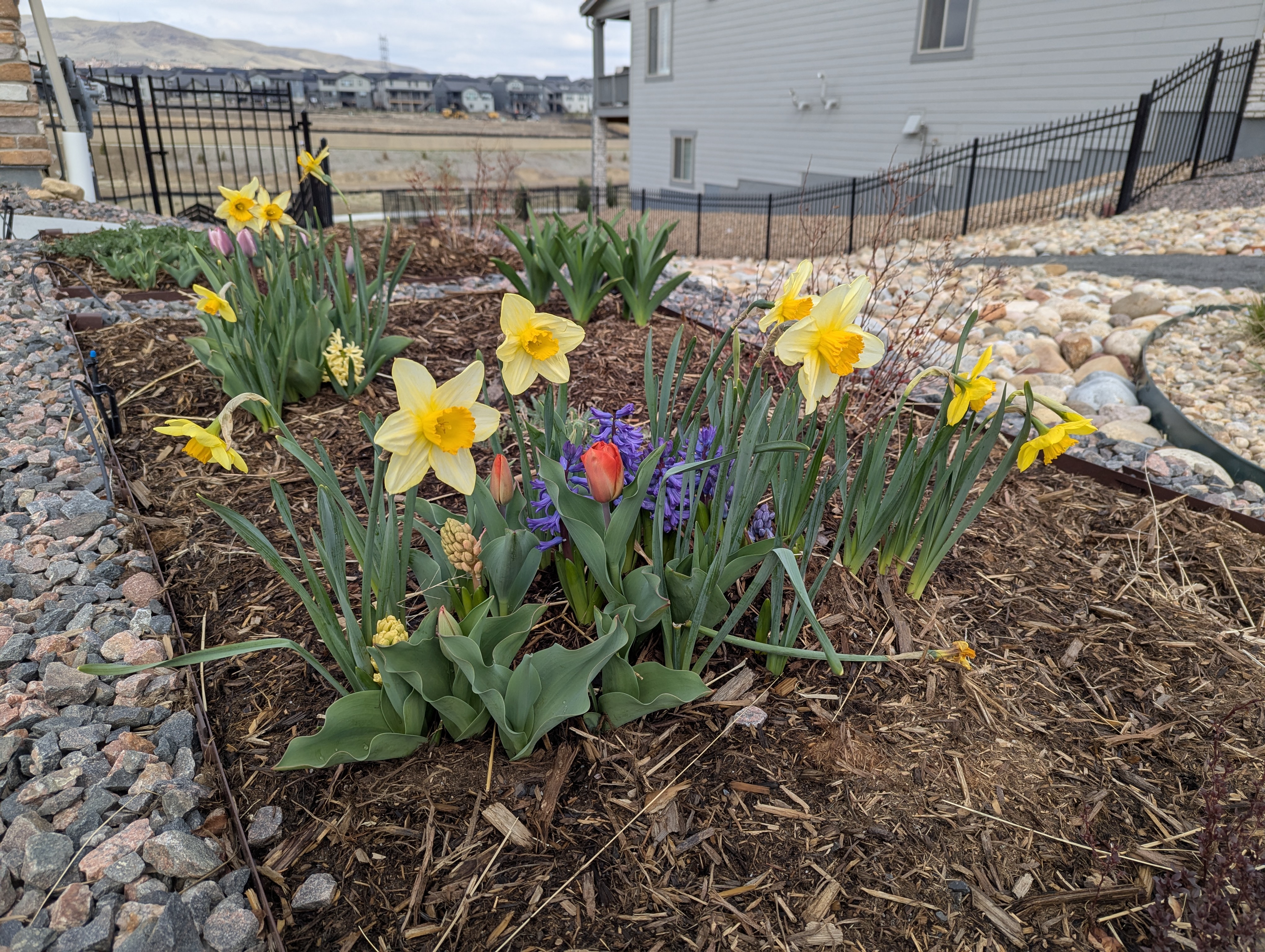 Daffodils, Hyacinth, Tulips, Morrison, Colorado